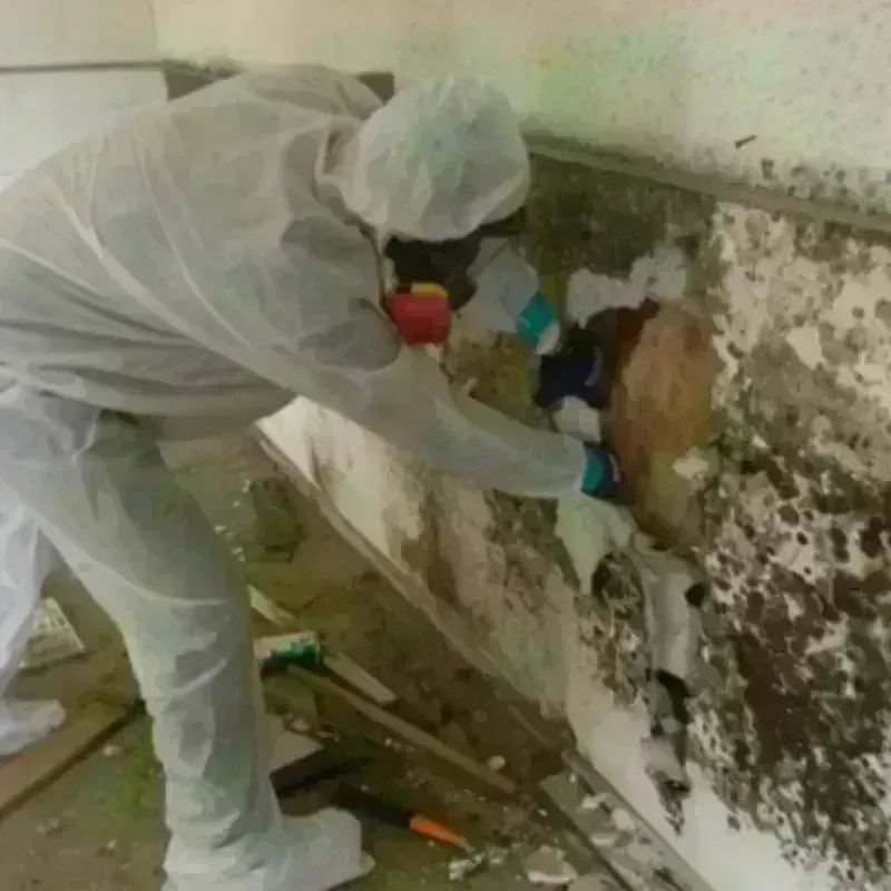 Mold Remediation and Removal in San Marcos, CA